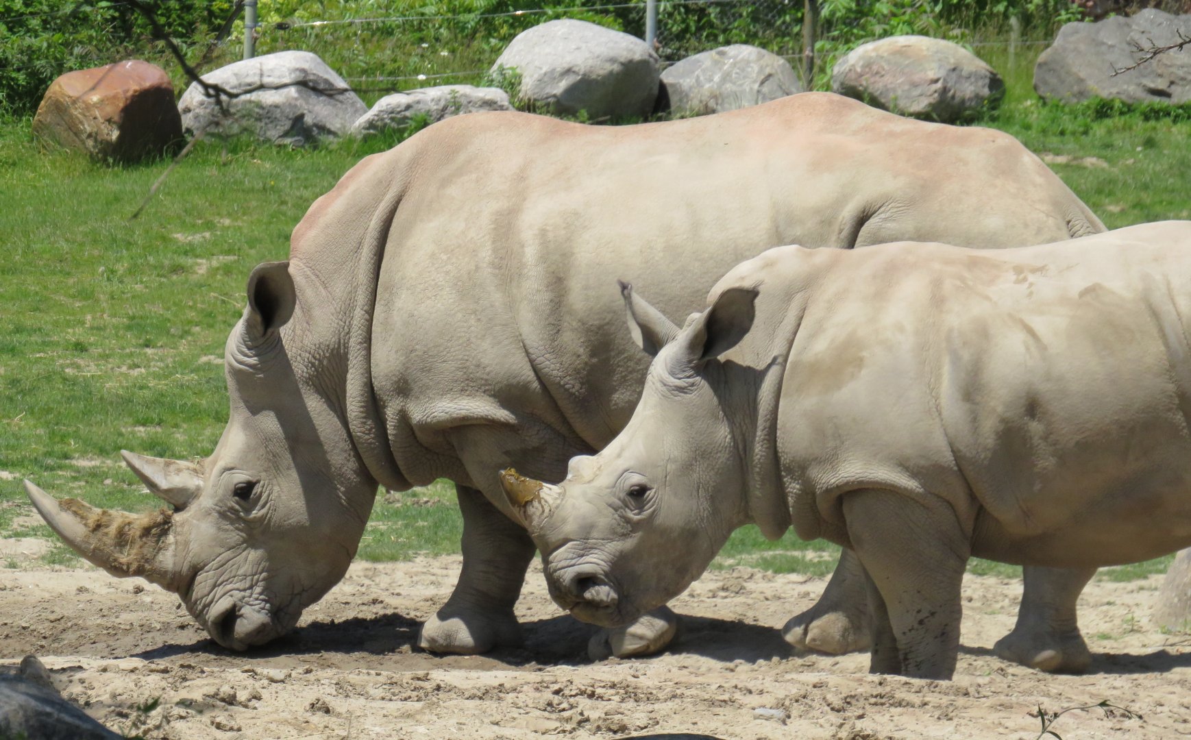 White rhinos