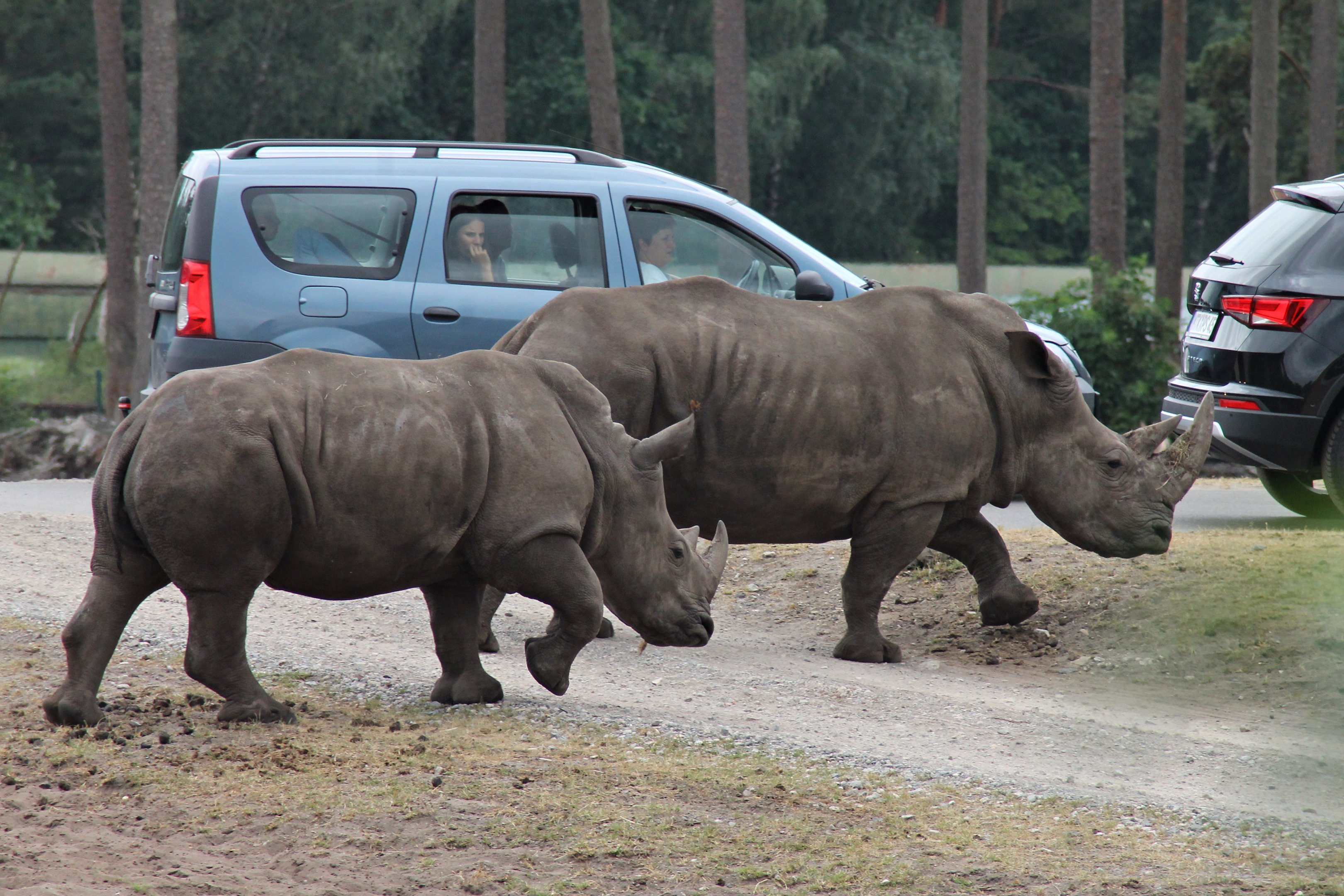 White rhinos