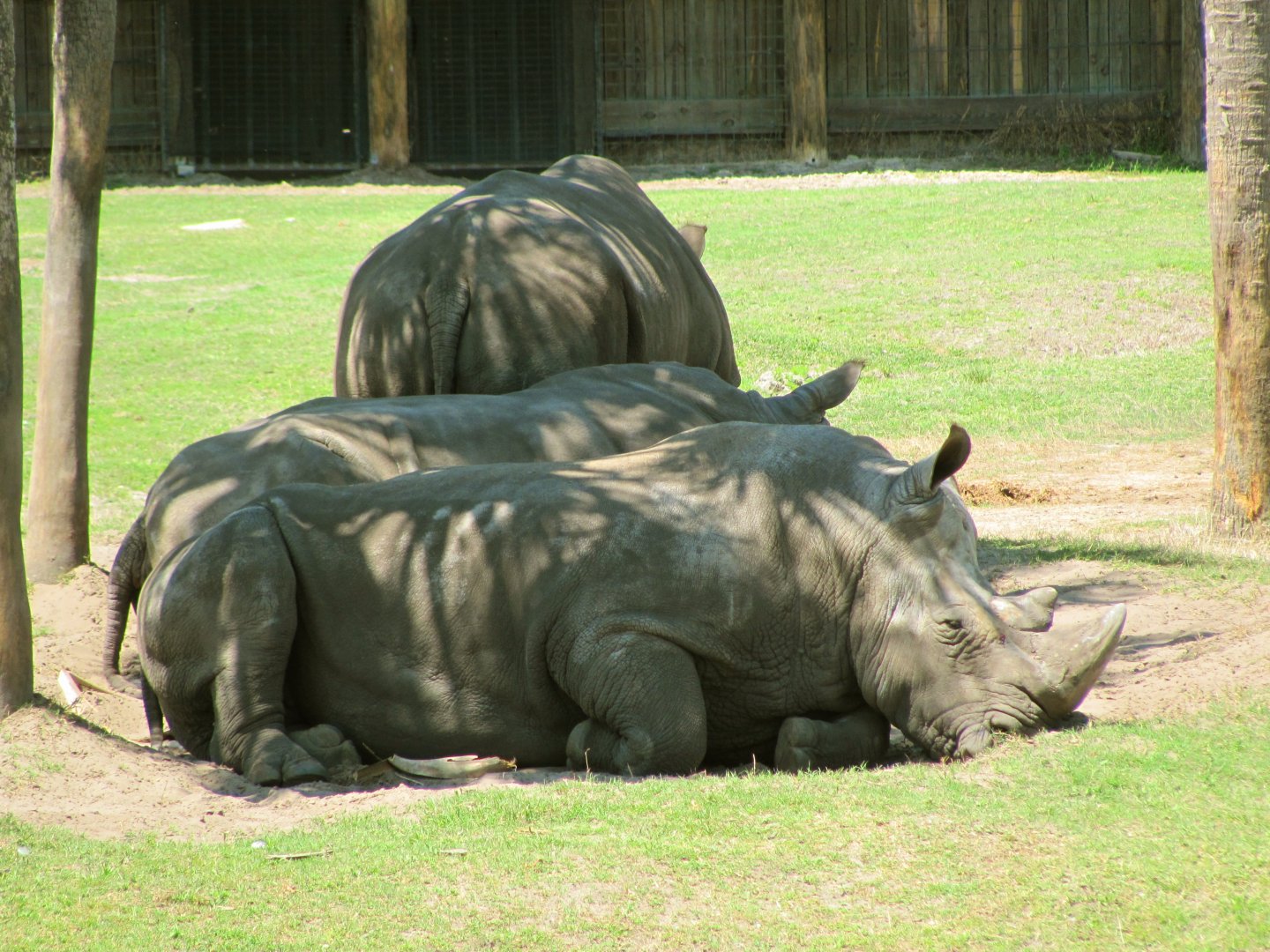 White Rhinos