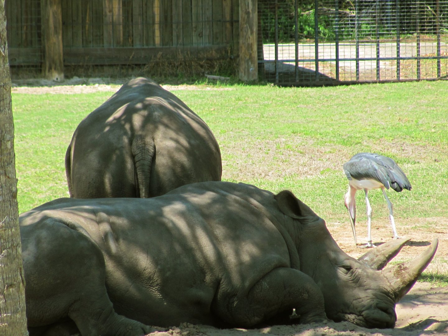 White Rhinos