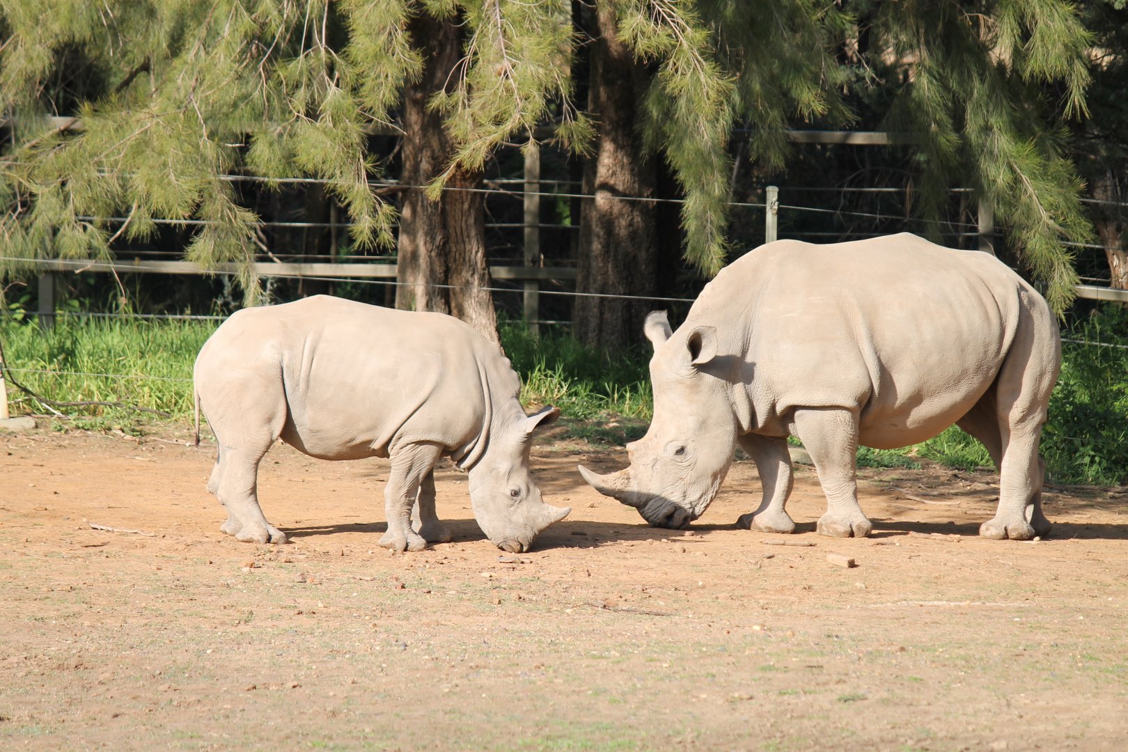 White Rhinos