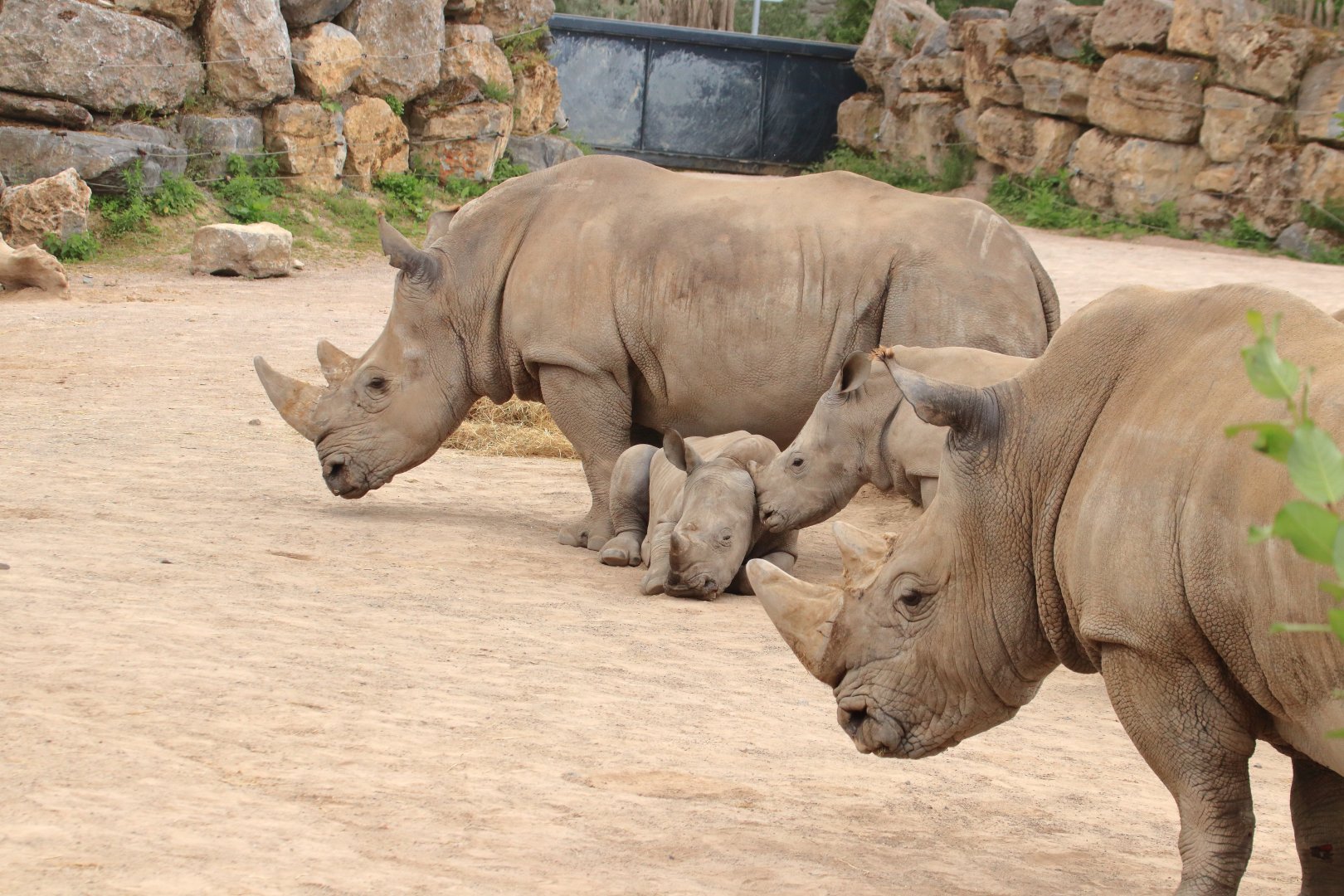 White rhinos