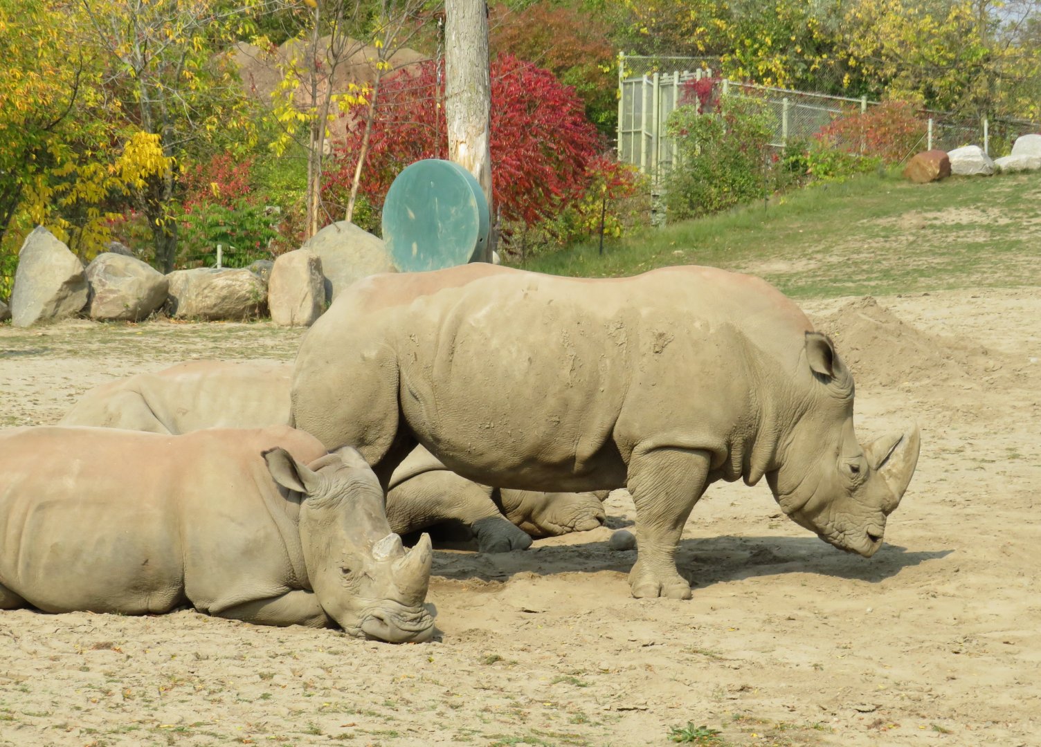 White rhinos