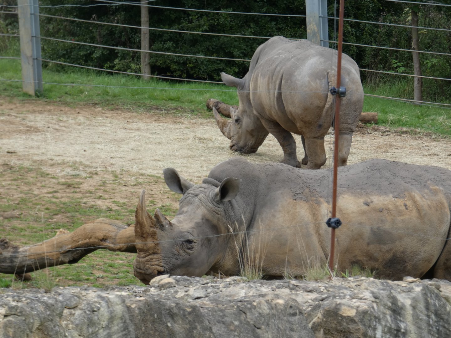 White Rhinos
