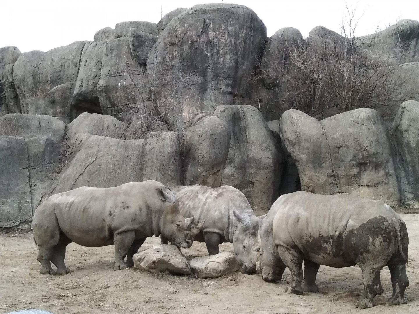 White Rhinos