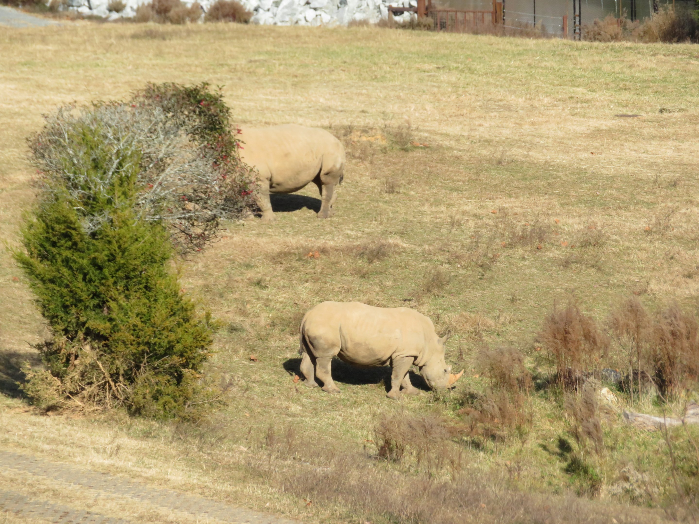 White Rhinos