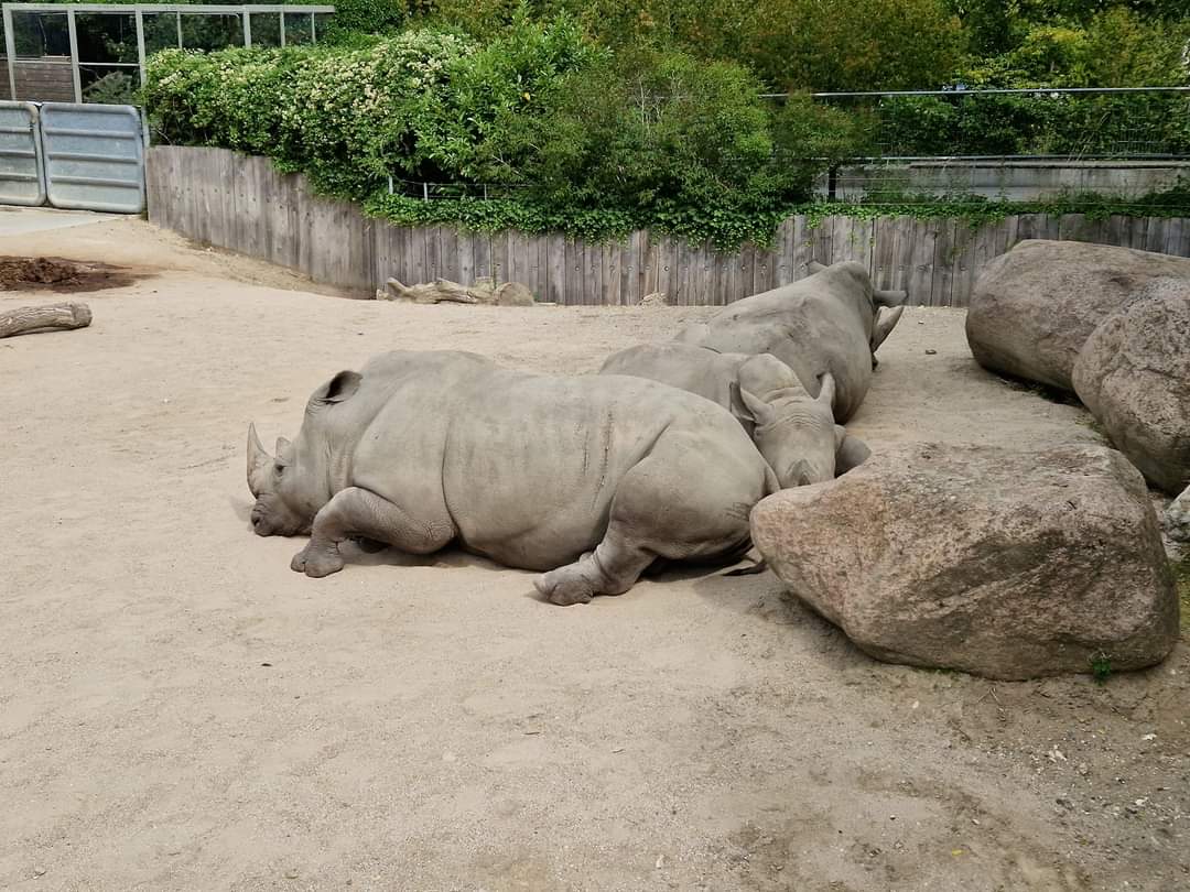 White Rhinos