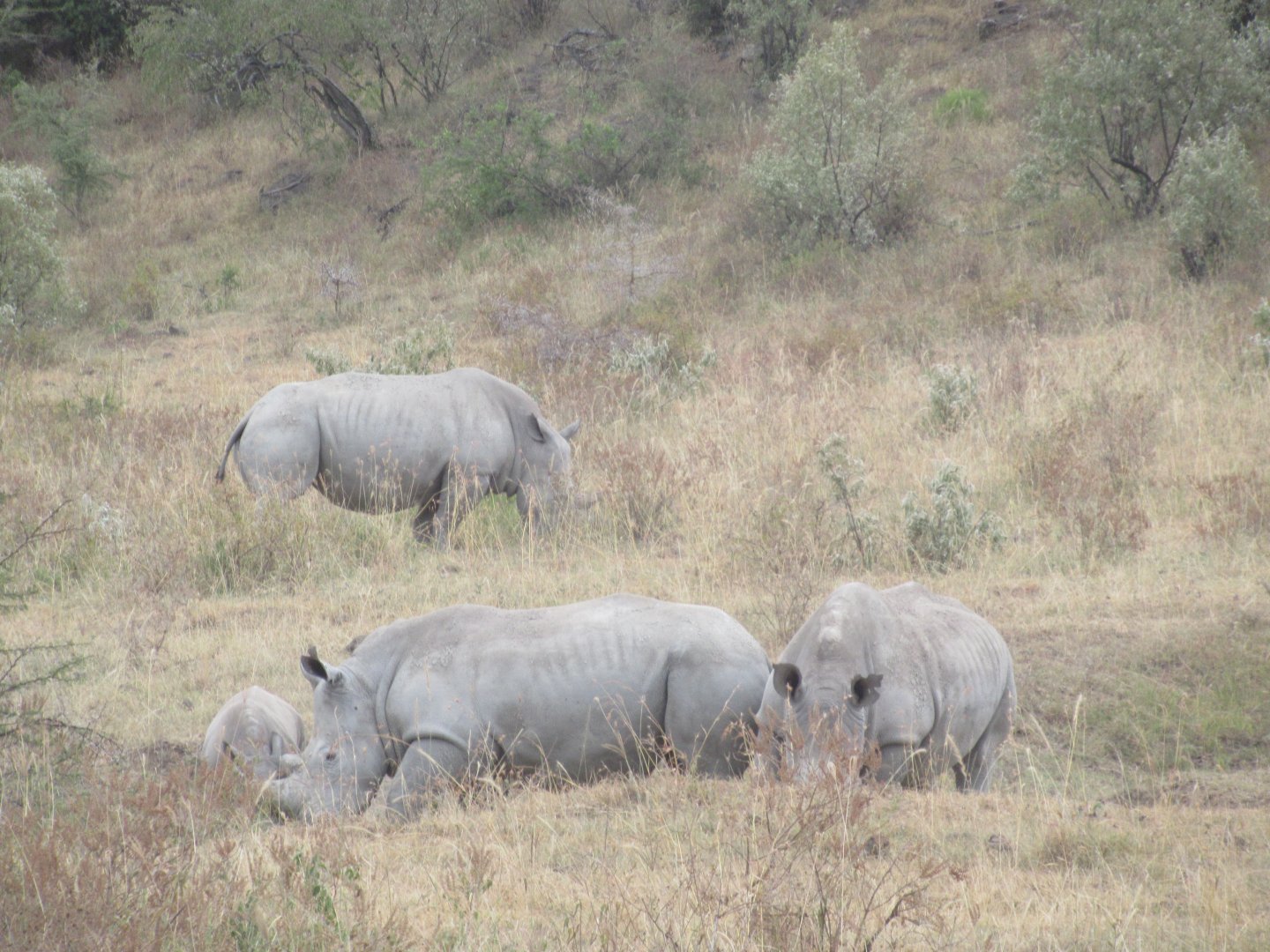 White rhinos