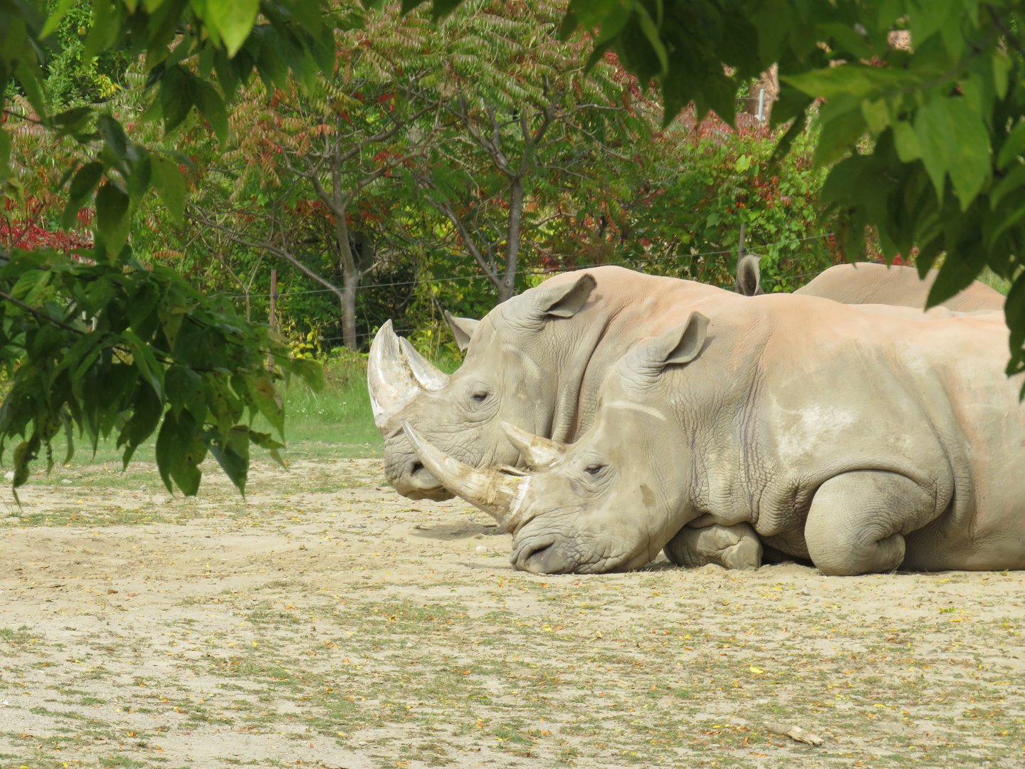 White rhinos