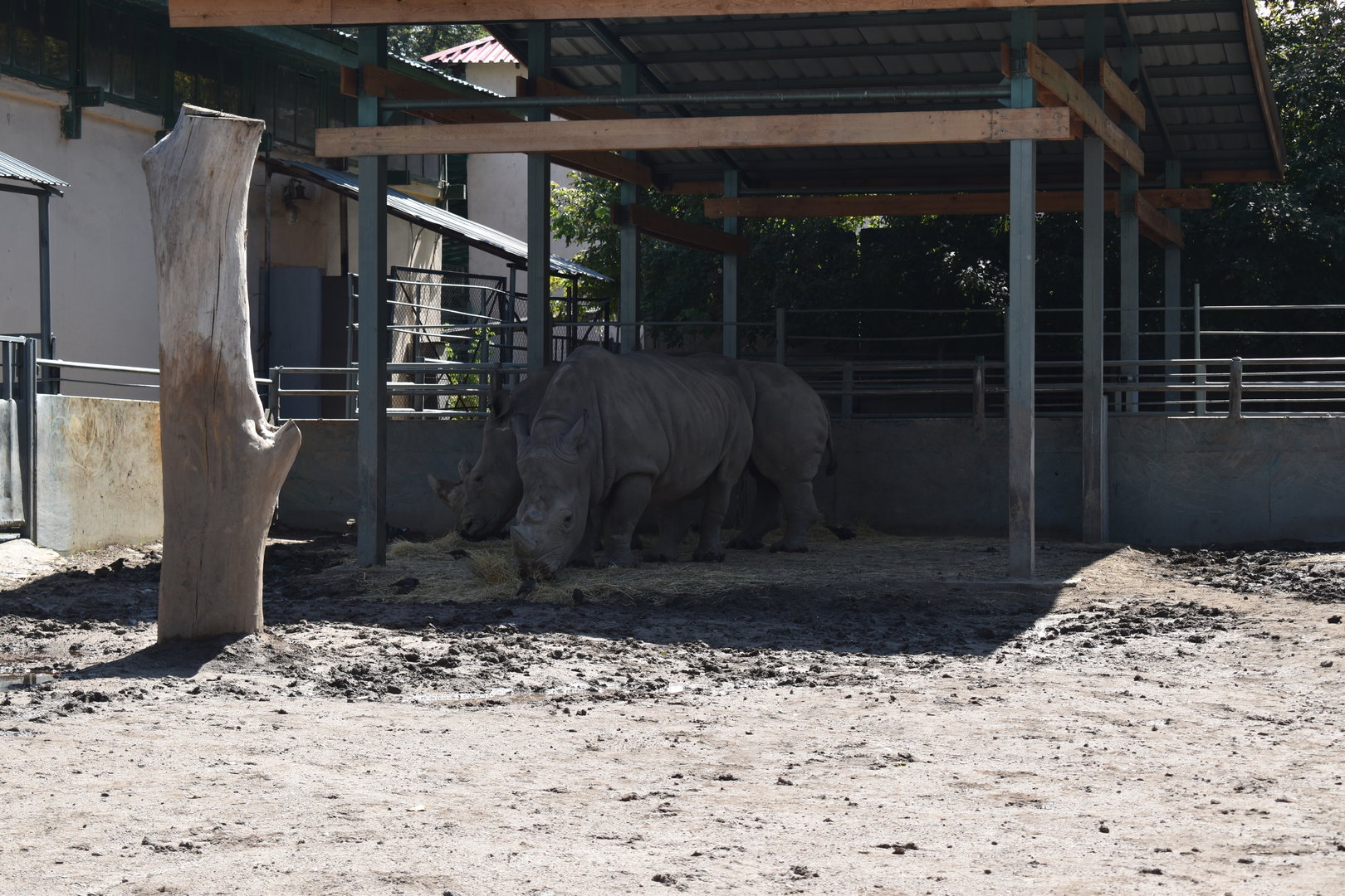 White rhinos
