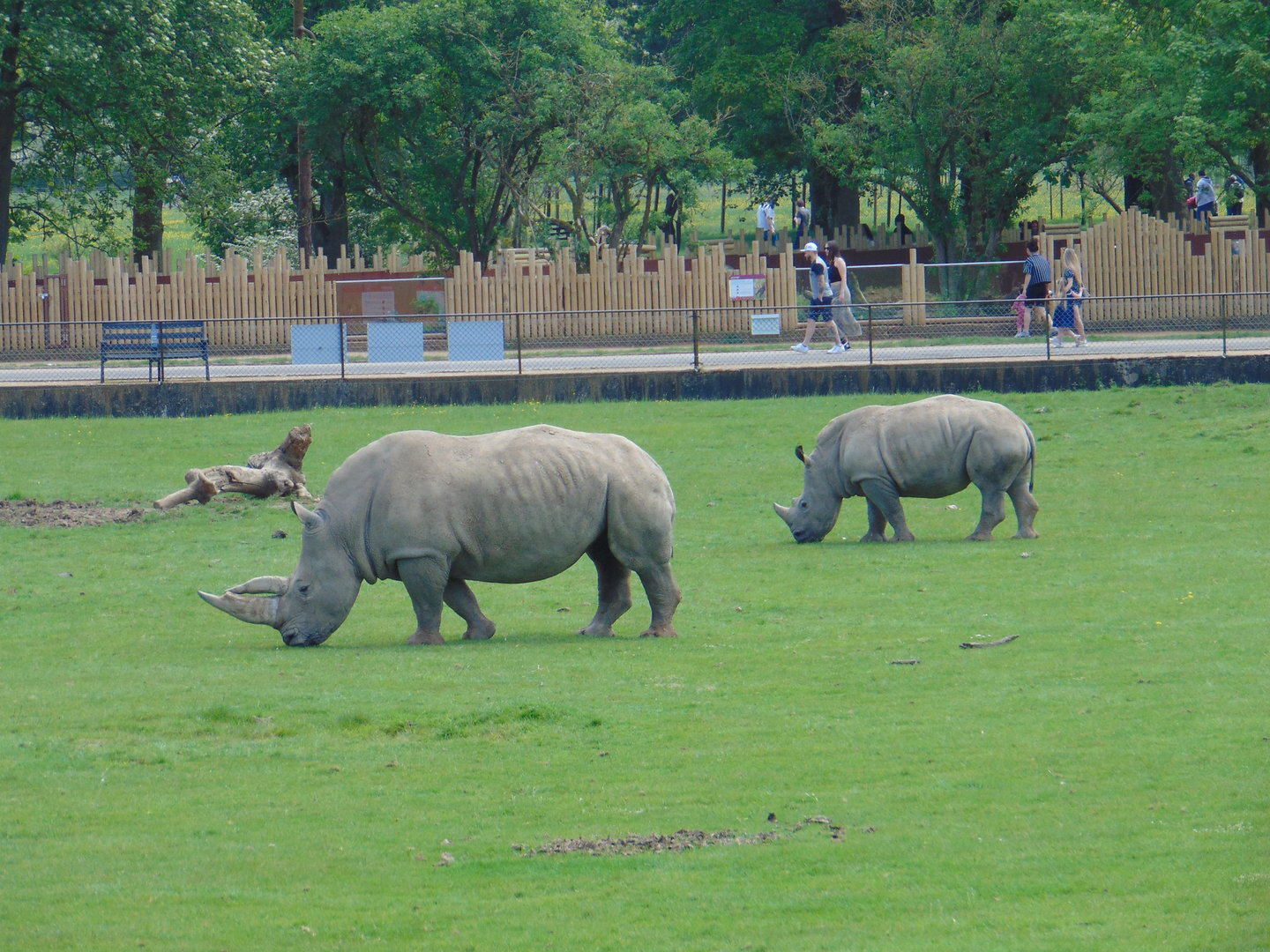 White Rhinos
