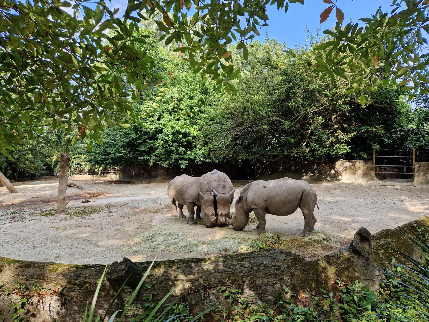 White Rhinos