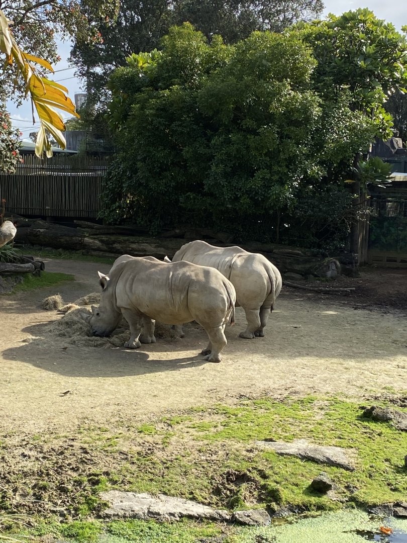 White Rhinos