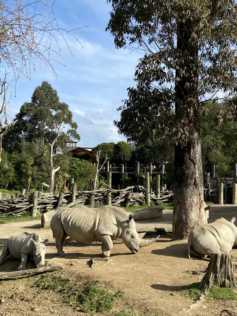White Rhinos