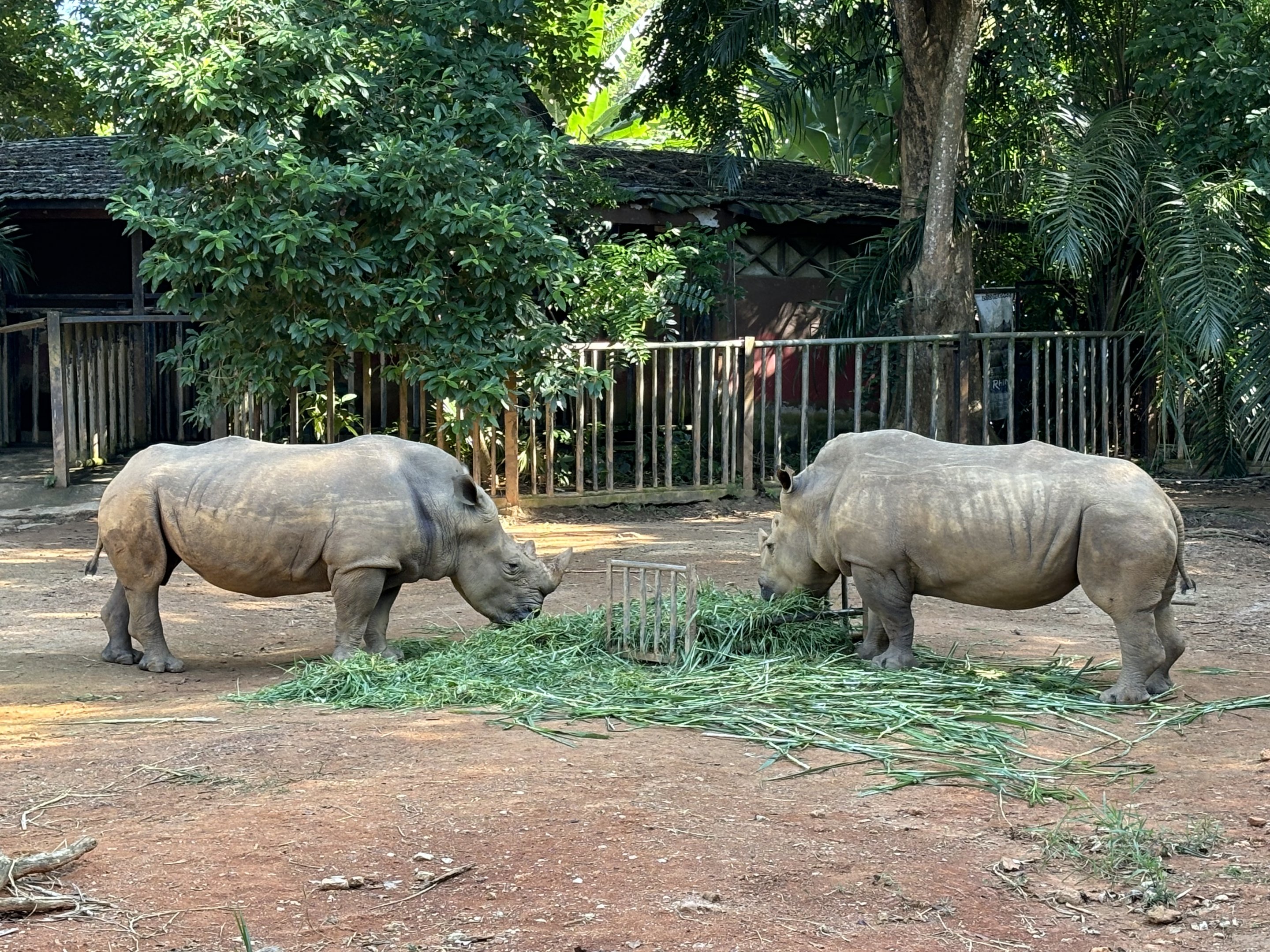 White Rhinos