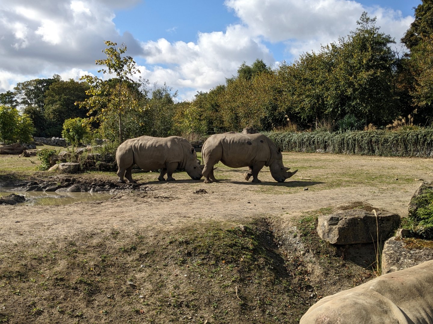 White Rhinos