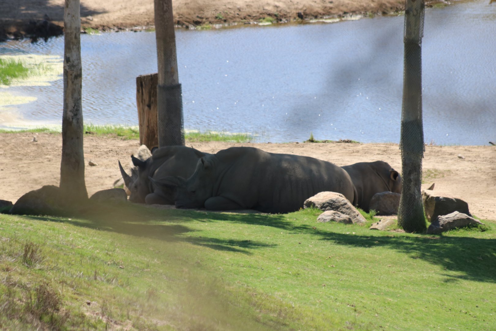 White Rhinos