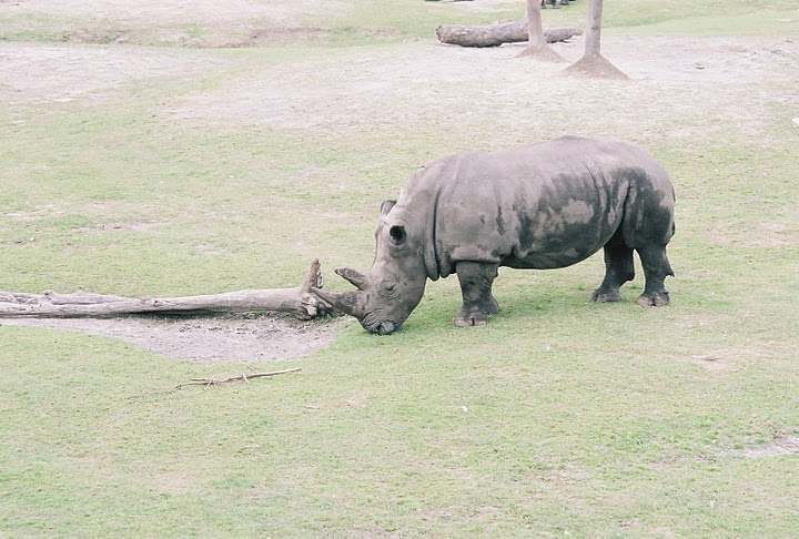 White Rhinos