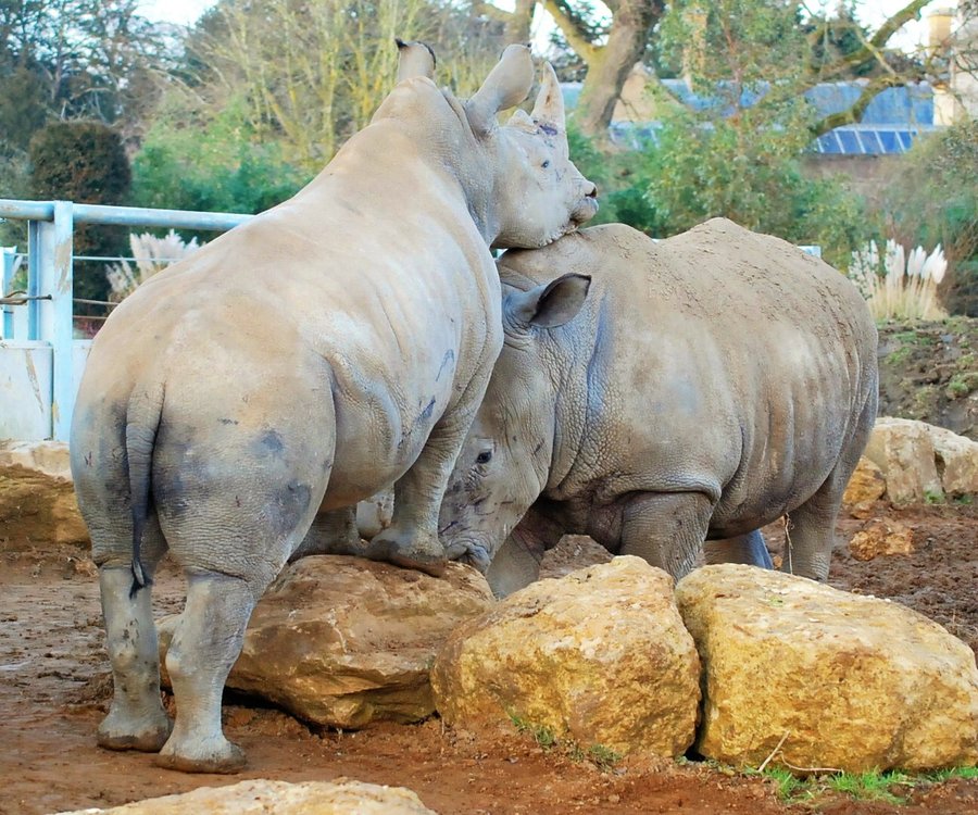 White Rhinos