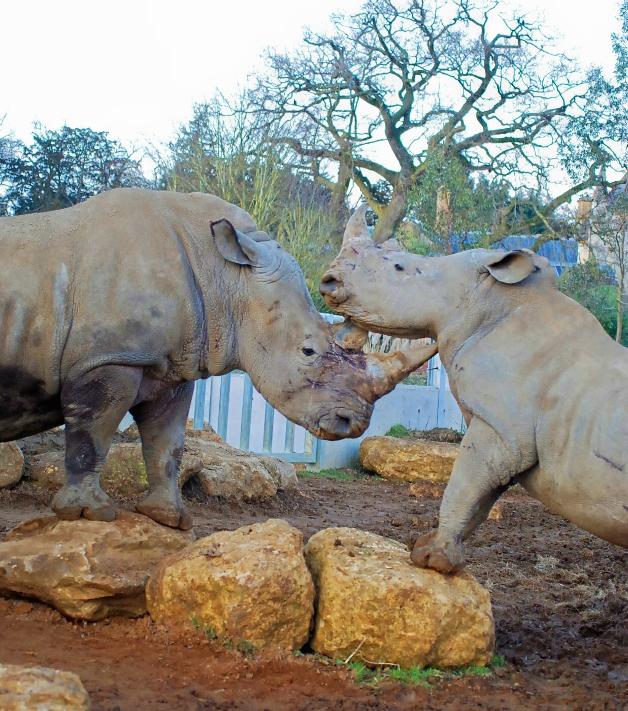 White Rhinos