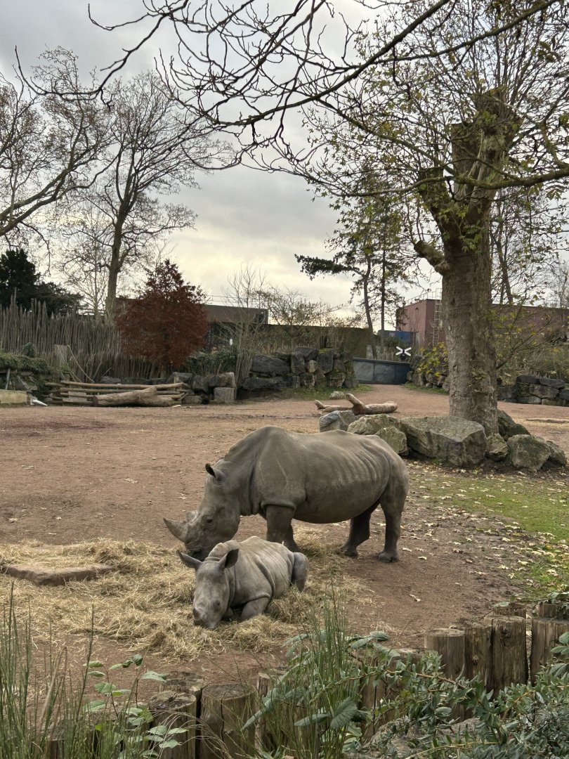 White rhinos