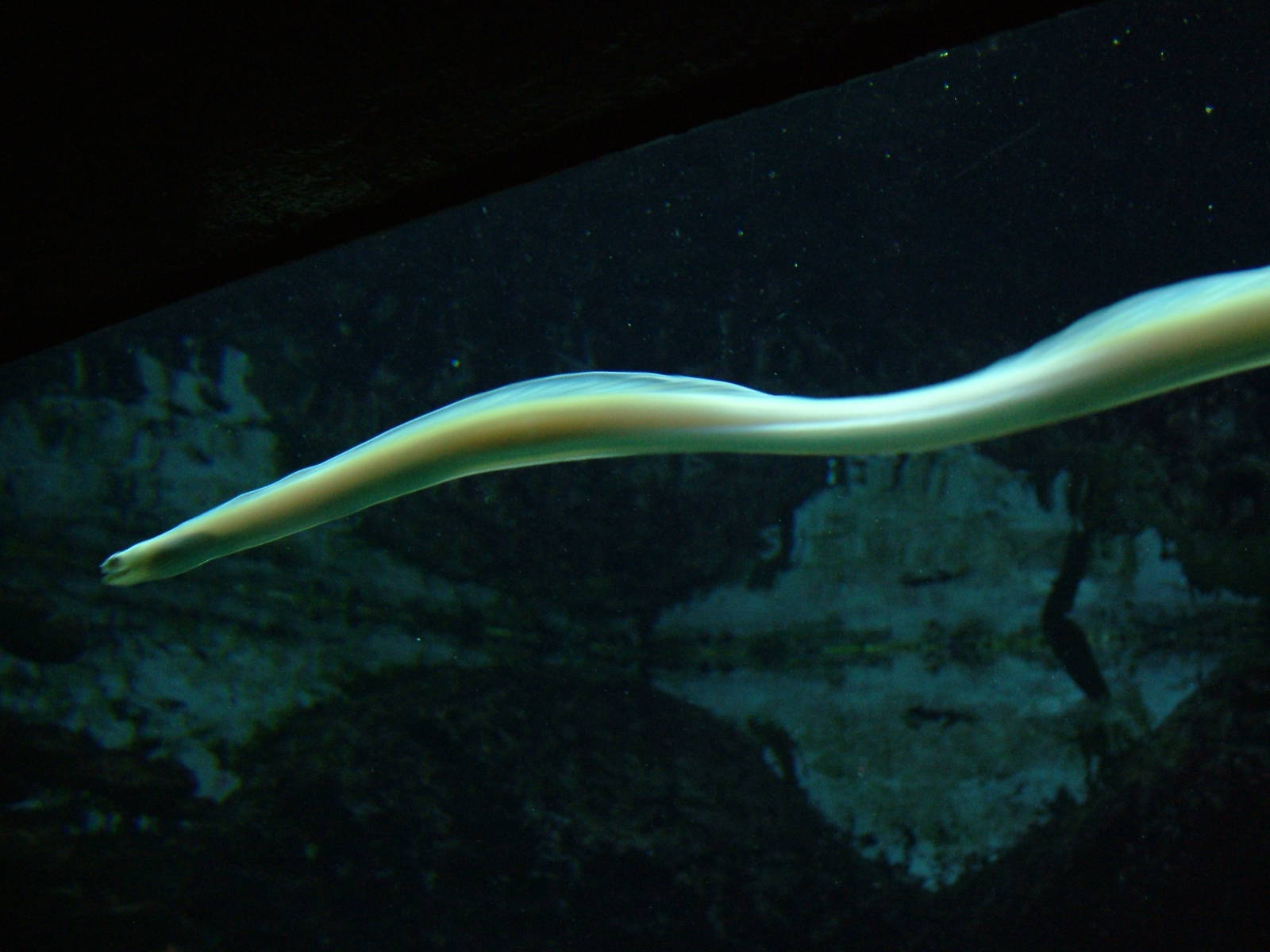 White Ribbon Eel at Berlin Zoo Aquarium, 31/08/11