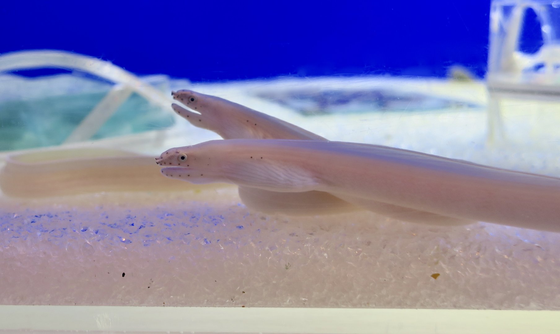 White Ribbon Eel (Pseudechidna brummeri)