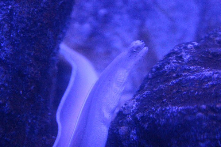 White ribbon eel (Pseudechidna brummeri)