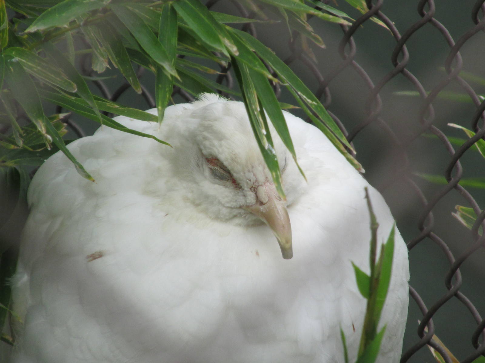 white ringtail pheasant guadalajara zoo