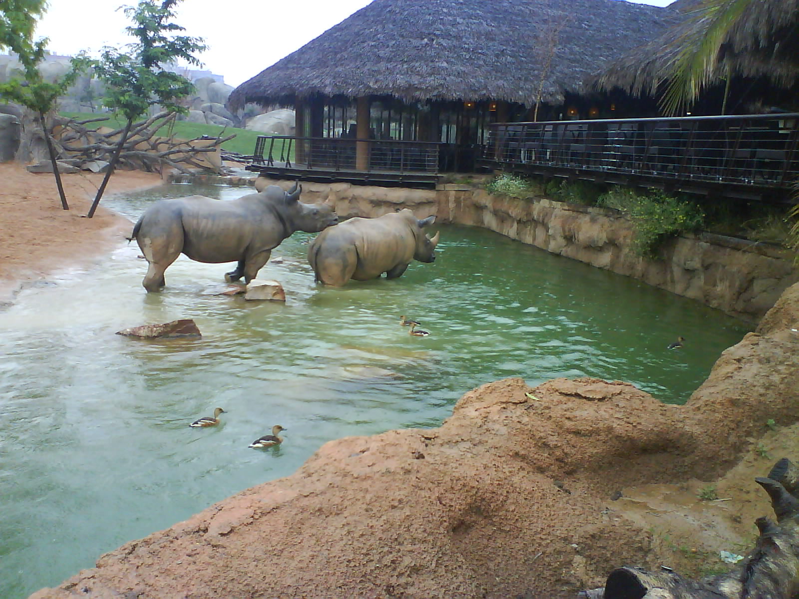 white rinos bioparc valencia