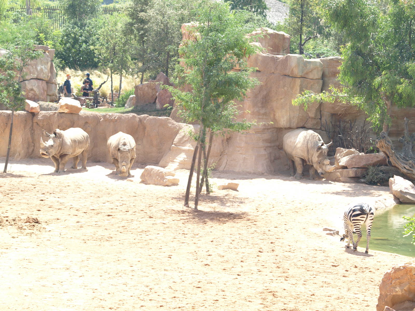 white rinos breeding group