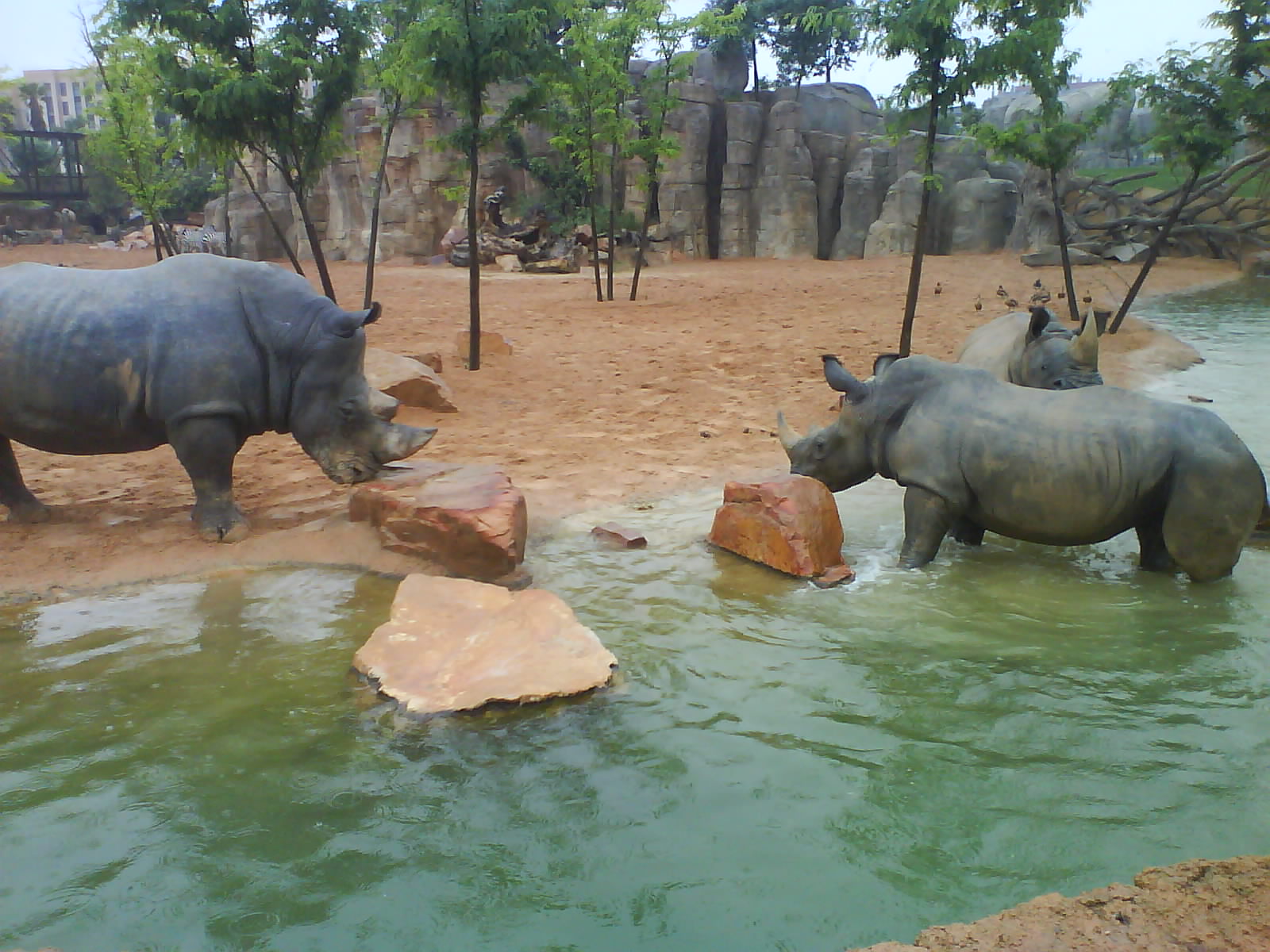 white rinos (Ceratotherium simum)  bioparc valencia
