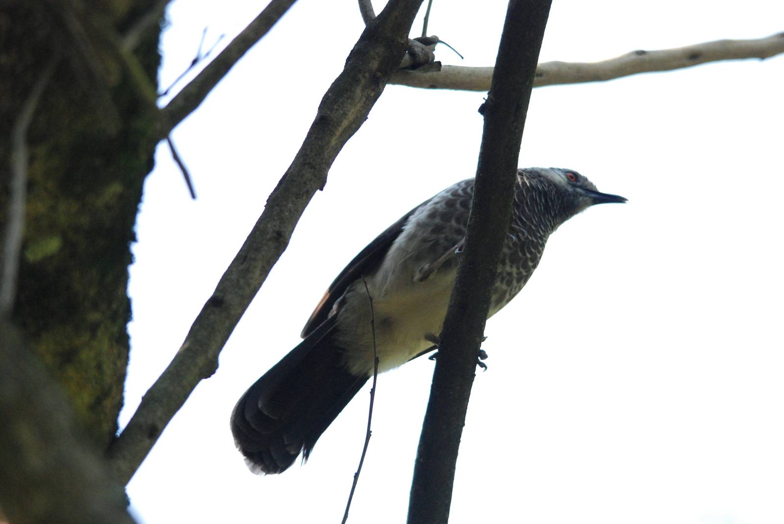 White-rumped Babbler at Bishangari Lodge, 14/10/14
