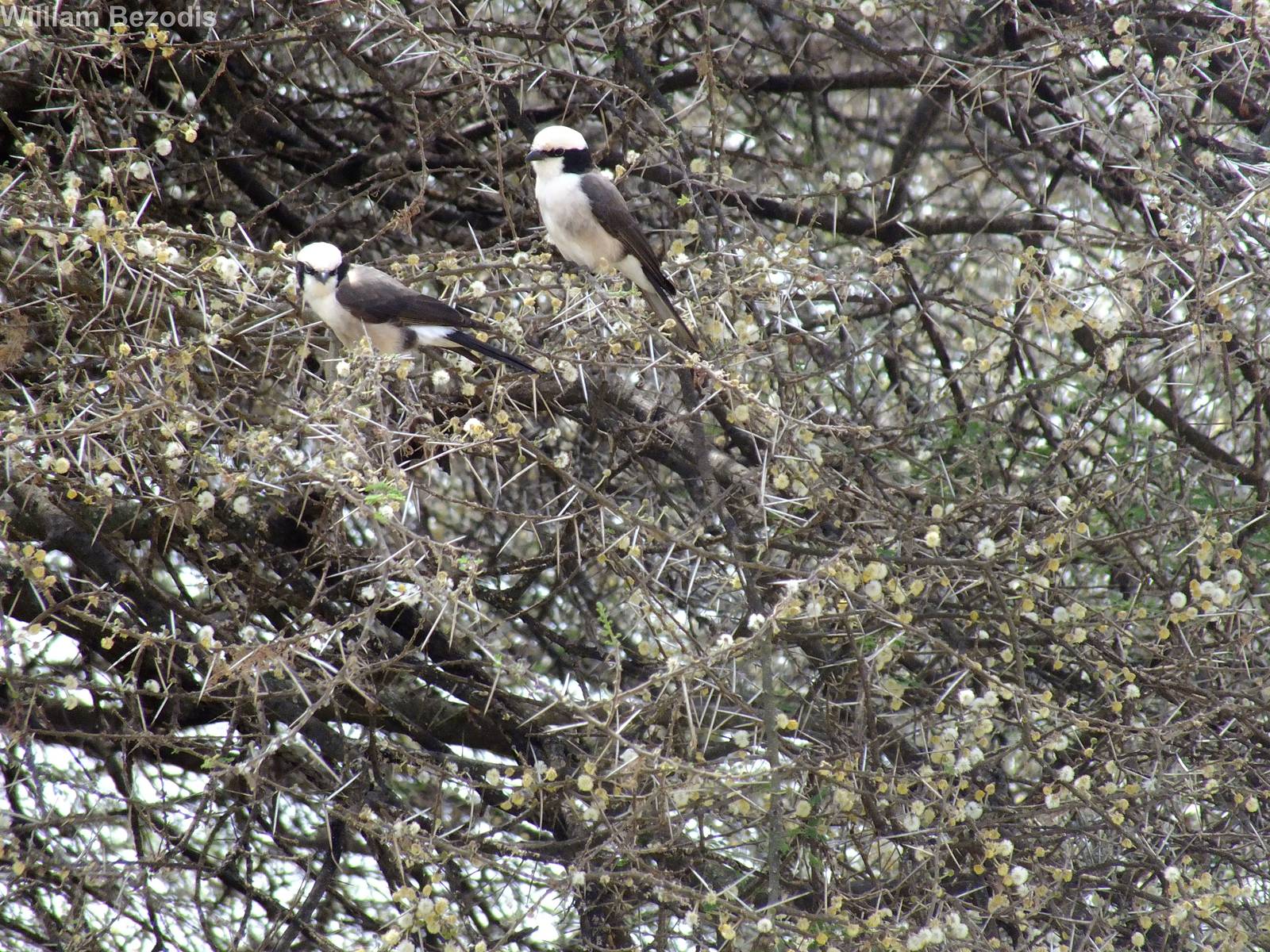 White-rumped Helmetshrikes