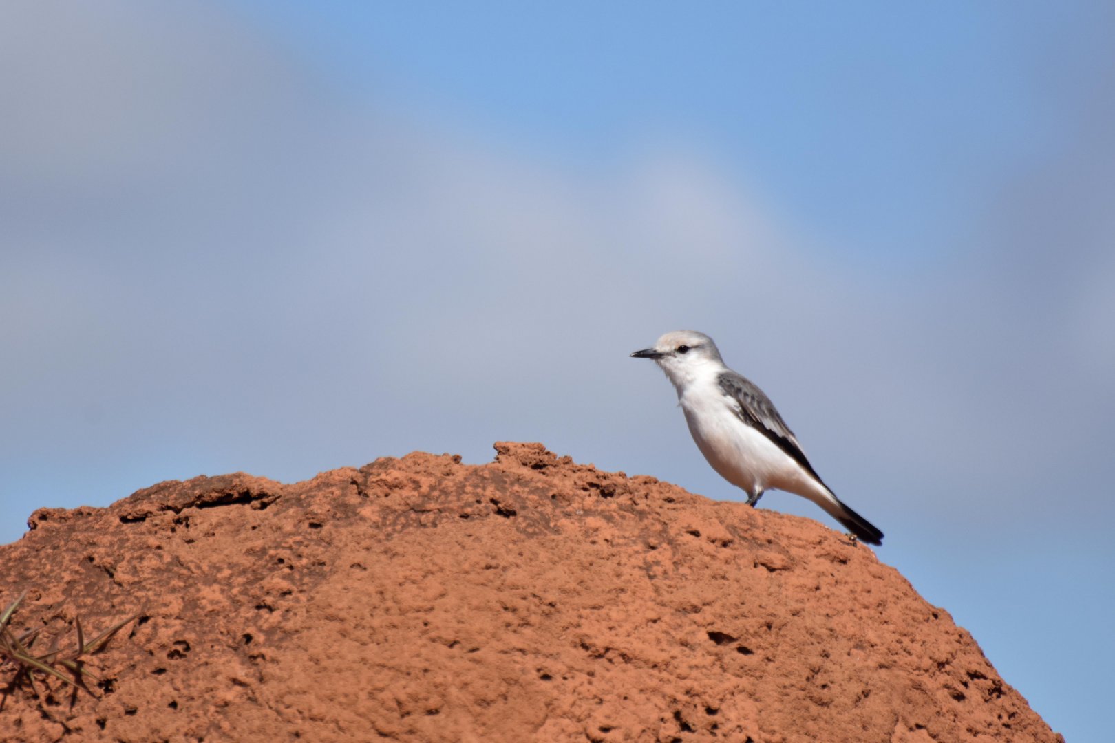 White-rumped Monjita (Xolmis velatus)