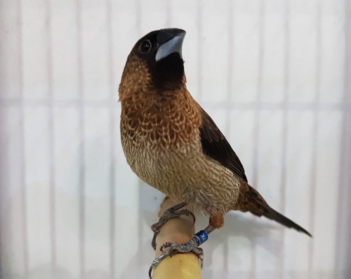 White-rumped munia - Lonchura striata