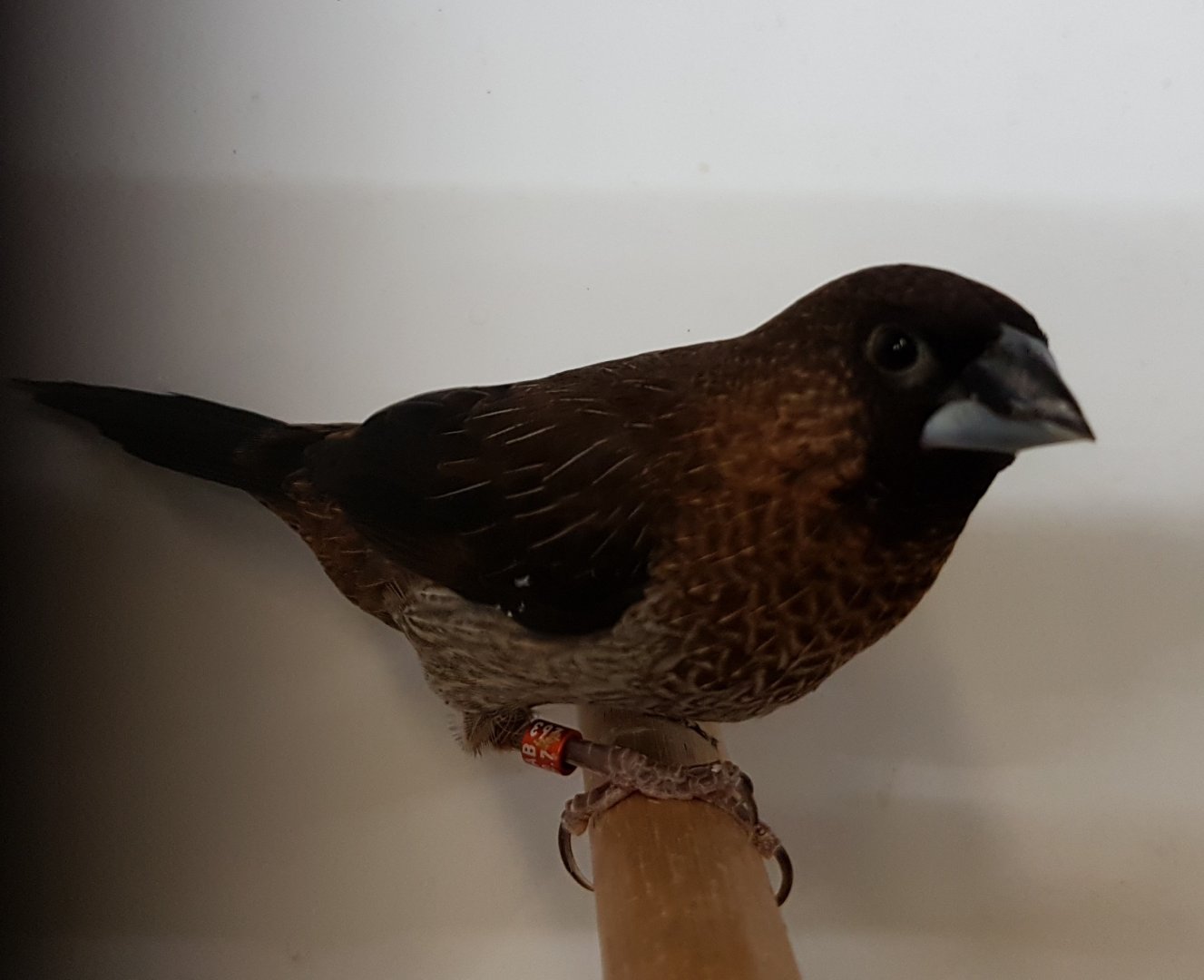 White-rumped munia