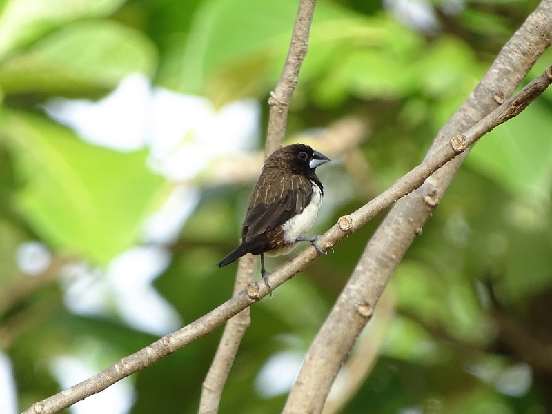 White-rumped munia