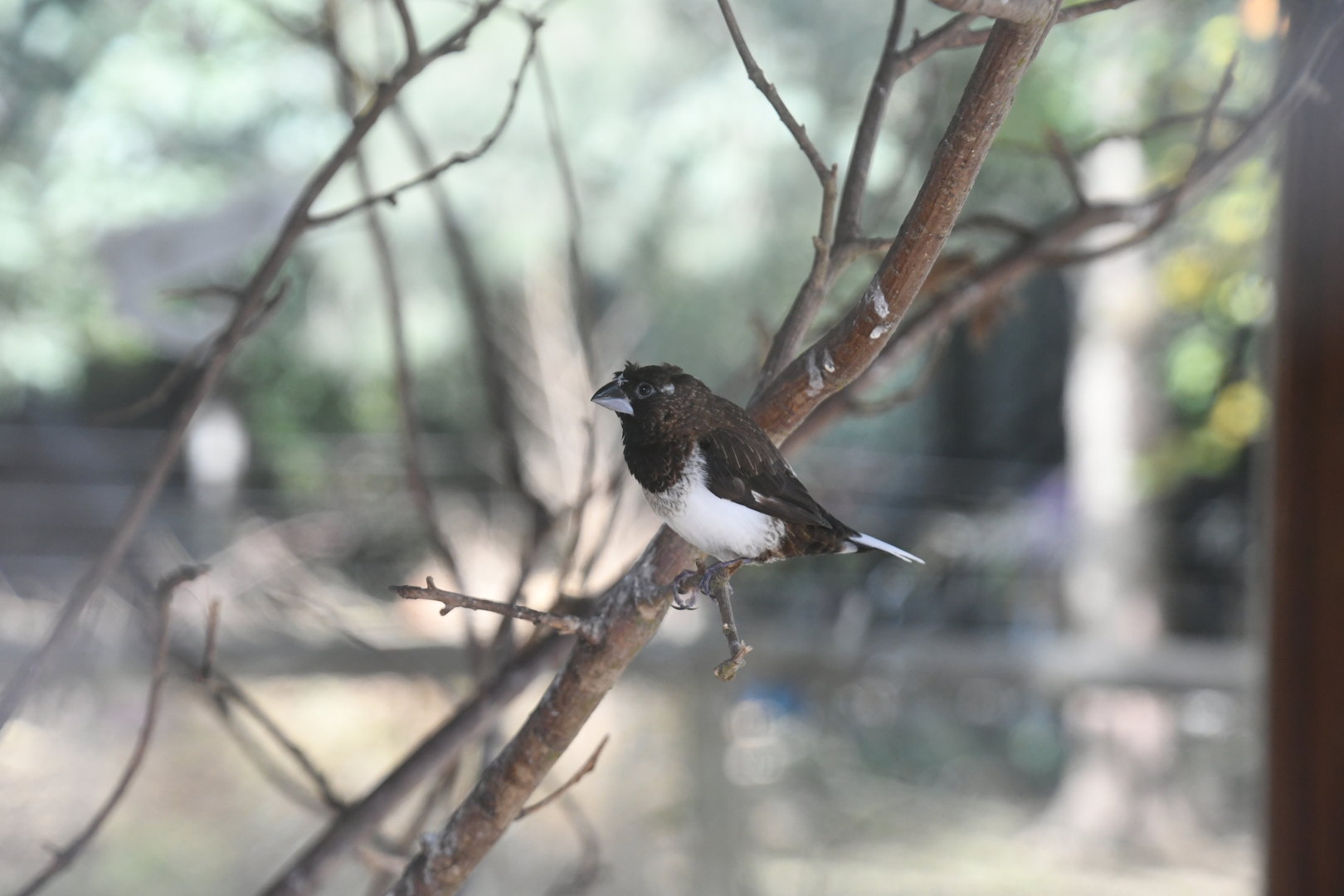 White-rumped Munia