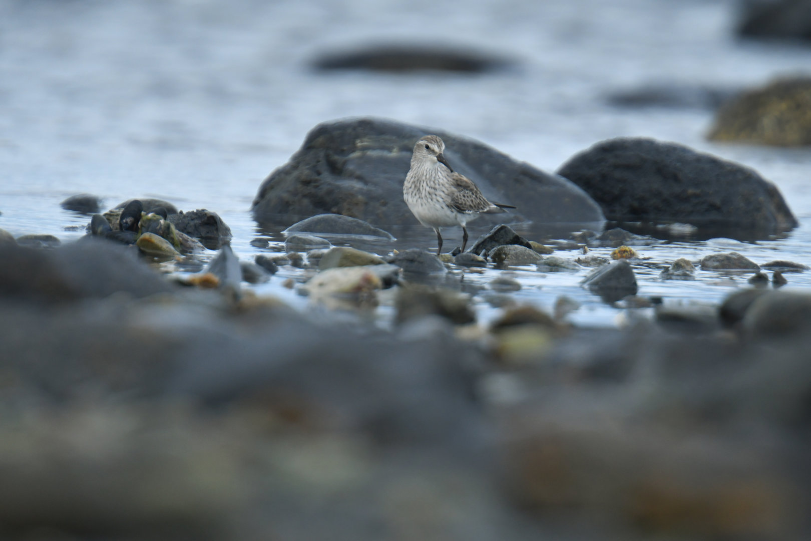 White-rumped Sandpiper Calidris fuscicollis