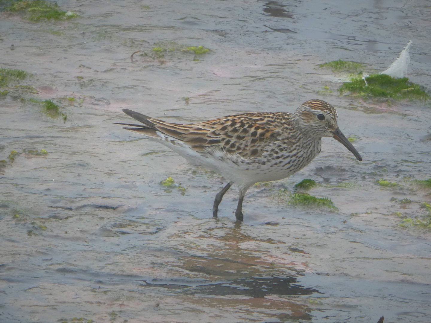 White-rumped Sandpiper