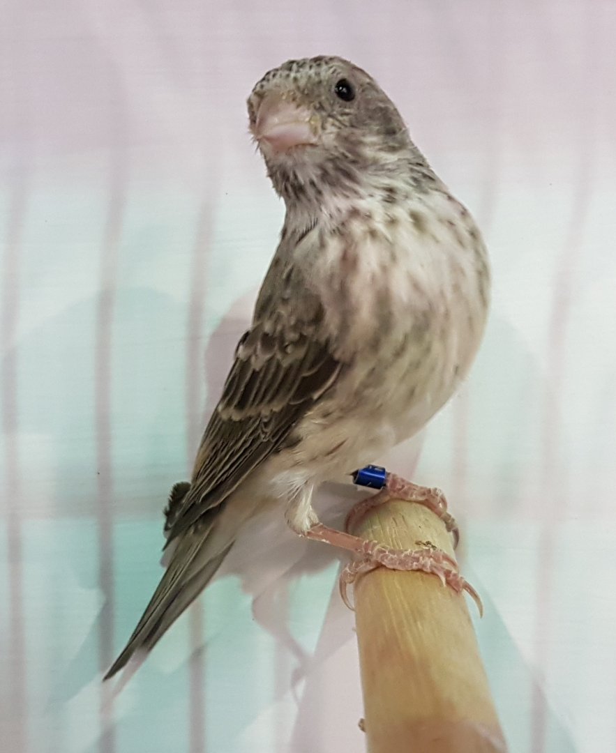 White-rumped seedeater - Crithagra leucopygia