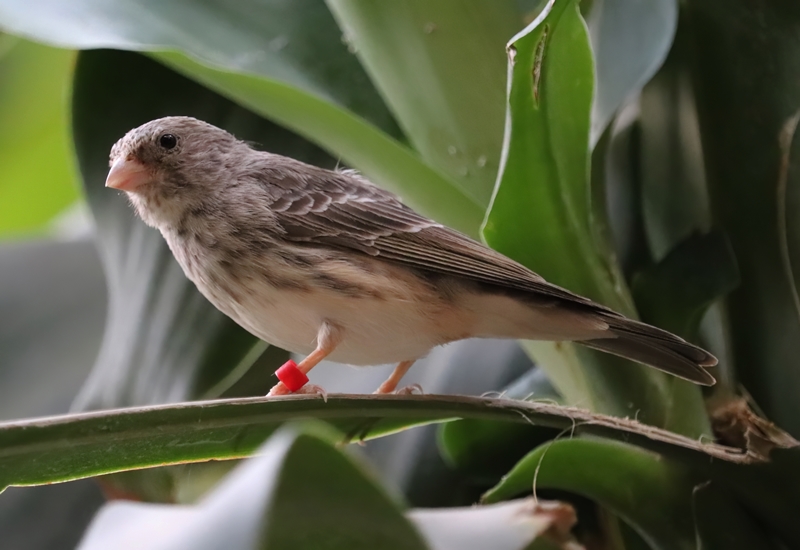 White-rumped seedeater (Crithagra leucopygia)