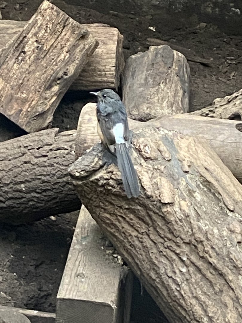White-rumped shama 050924