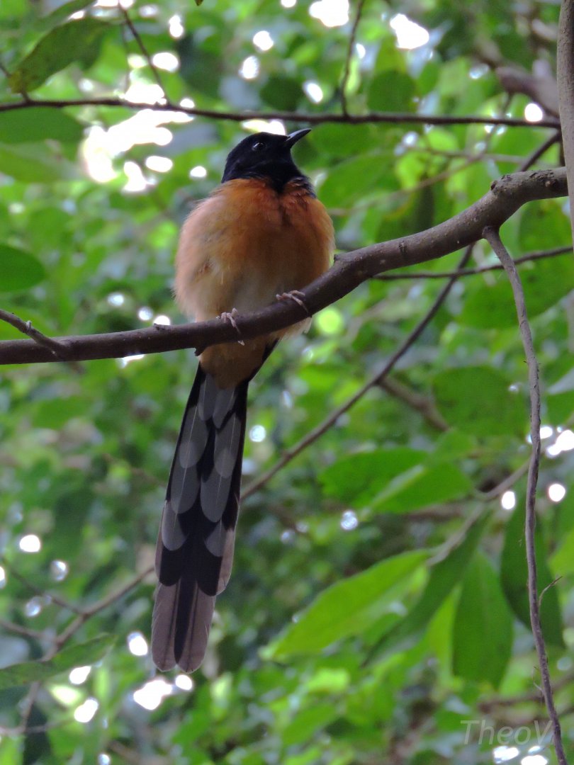 White-rumped shama [2016]