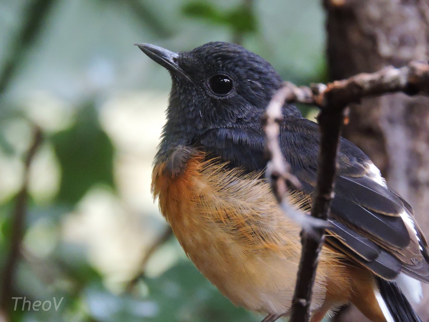 White-rumped shama [2016]