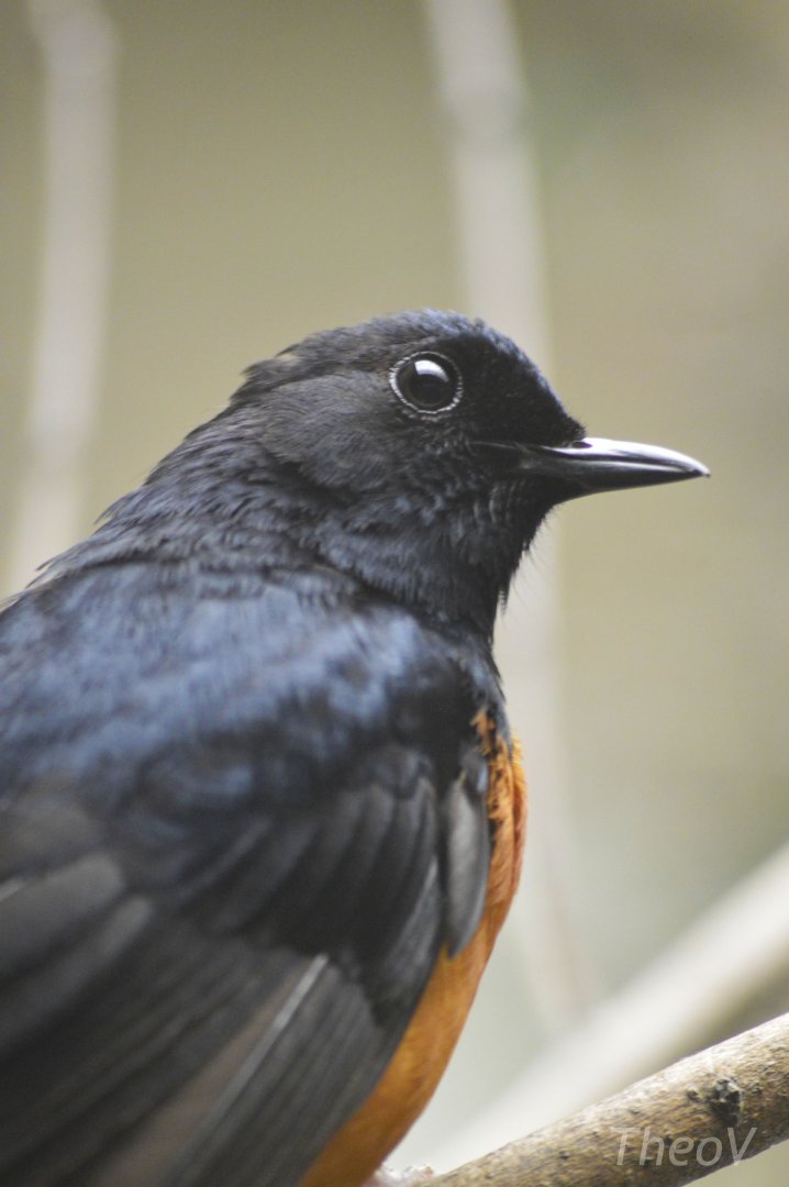 White-rumped shama [2018]