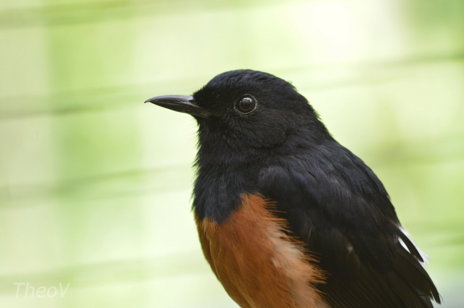 White-rumped shama [2018]