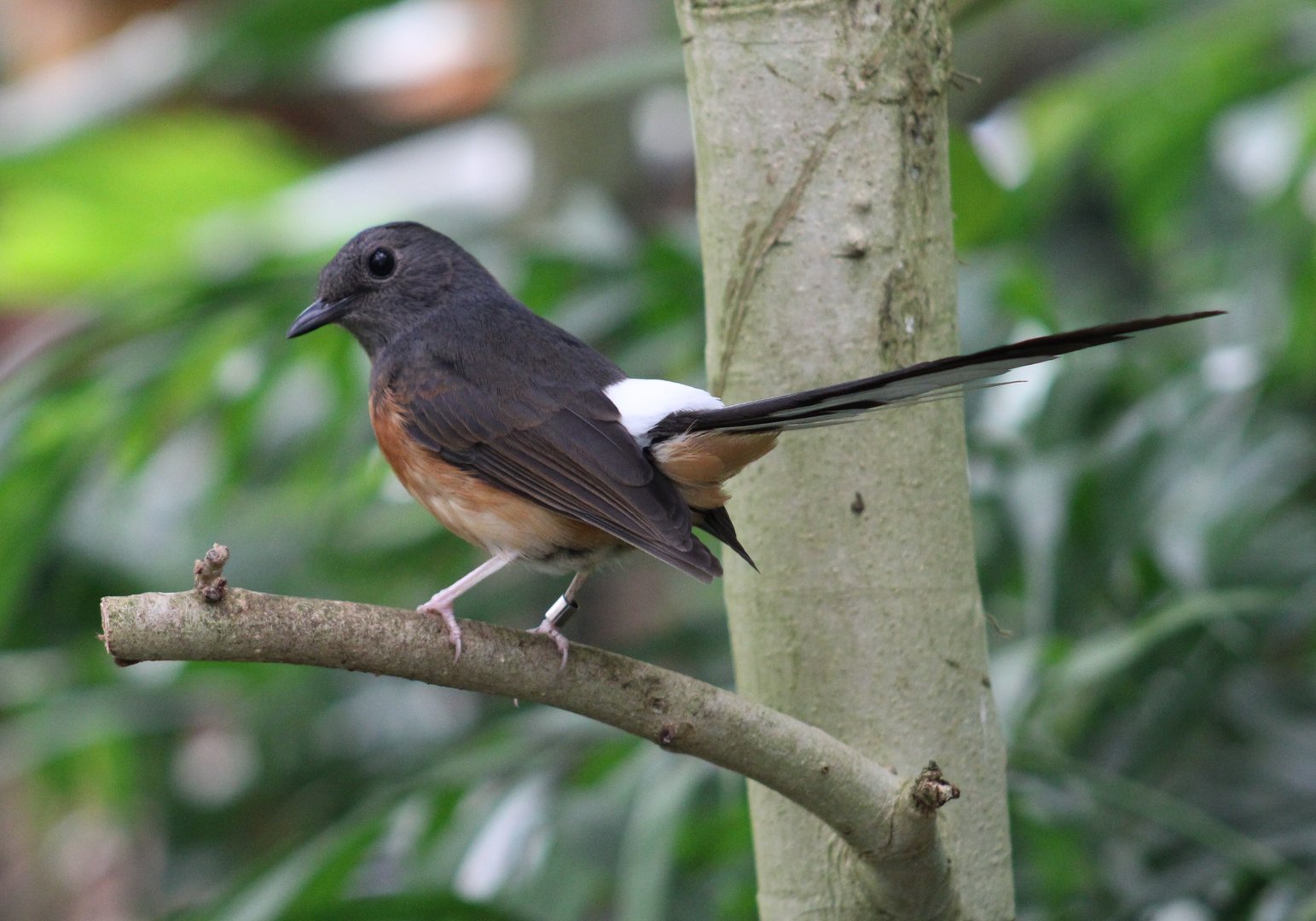 White-rumped shama - adult