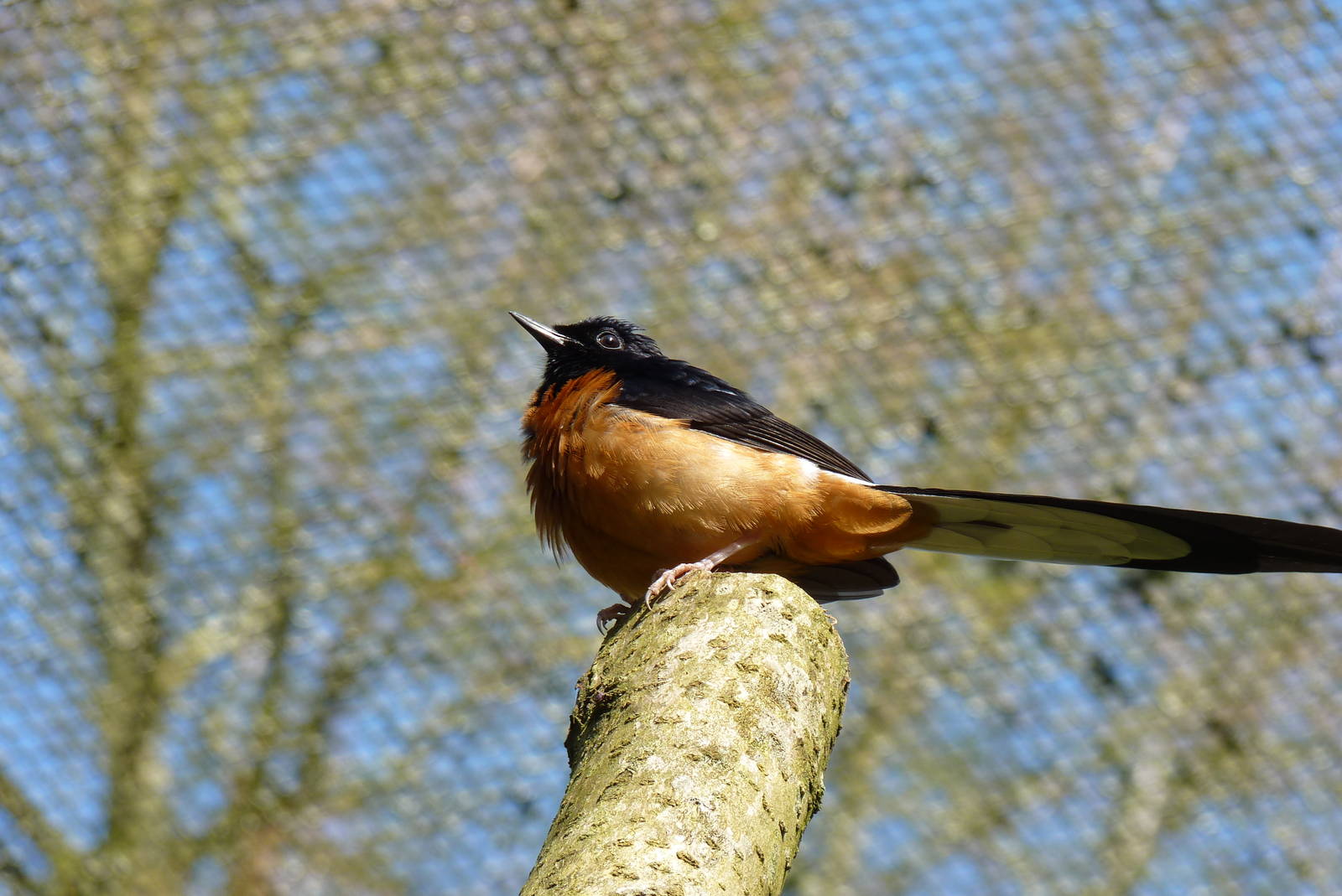 White-Rumped Shama, April 2013